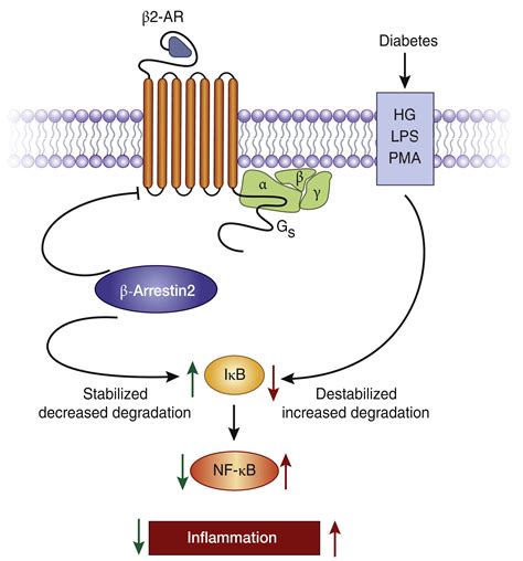 Beta 2 Adrenergic Receptor .